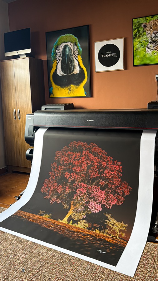 Impressão de um ipê rosa saindo da impressora de grande formato
