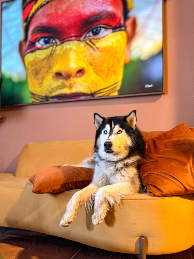 O cachorro da galeria no sofá amarelo